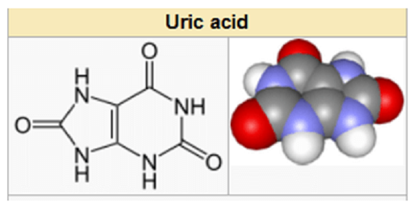 Acid uric là gì? - tinh thể acid uric