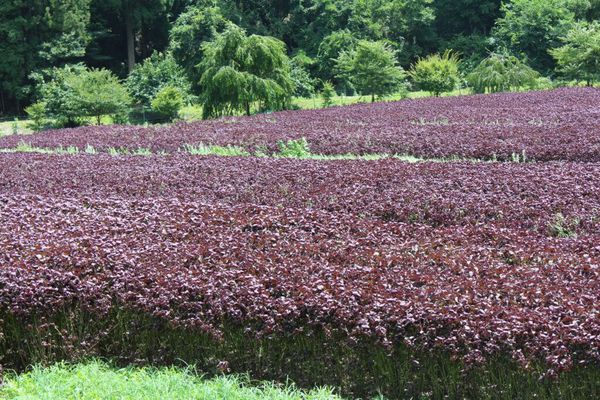 Cây tía tô với nhiều tác dụng với bệnh gút, làm trắng da, giải cảm mạo