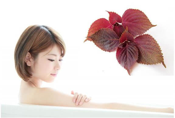 Tía tô làm trắng da, giữ ẩm da, và tẩy sạch tế bào chết