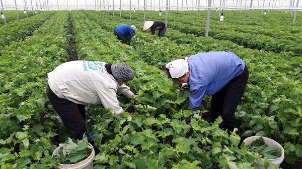 Trang trại trồng tía tô xuất khẩu sang Nhật