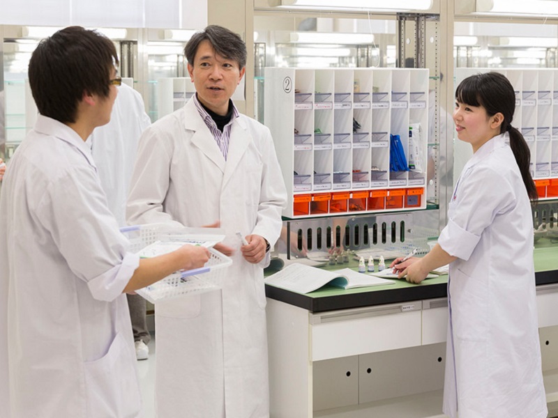 Các chuyên gia Nhật Bản nghiên cứu về cây tía tô với bệnh gút(gout)